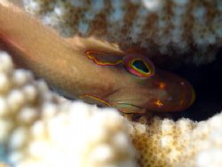 Arc-Eye Hawkfish hiding in some coral at Angler's Reef in... by Jeffrey M Owen 